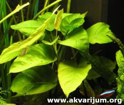 Anubias%20barteri%20var.%20barteri1.jpg.jpg