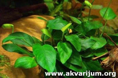 Anubias%20barteri%20var.%20nana1.jpg.jpg