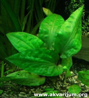 Cryptocoryne%20pontederiifolia.jpg.jpg