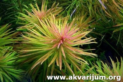 Ludwigia%20inclinata%20Cuba1.jpg.jpg