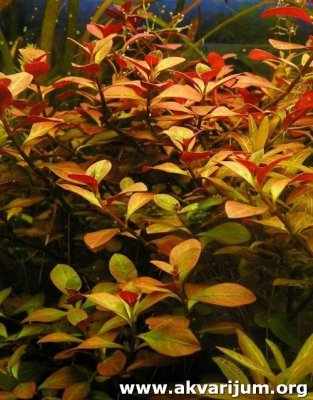 Ludwigia%20repens.jpg.jpg