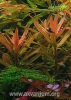 Ammannia gracilis