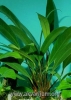 Anubias barteri angustifolia