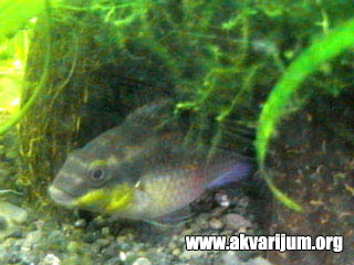 Image Image