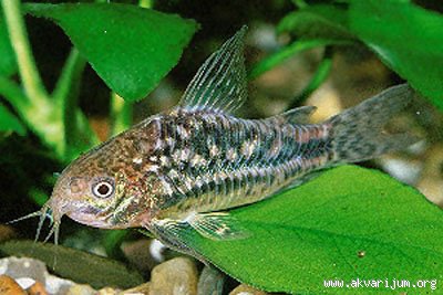 _104161093_Corydoras%20undulatus.jpg