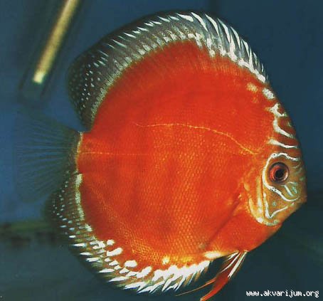 _113112179_Alenquer_Red_Discus_1.jpg