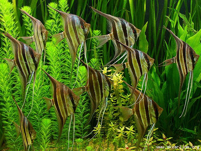 Skalari - Pterophyllum scalare