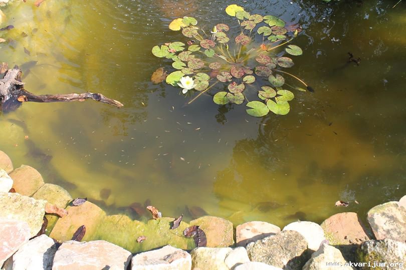 Image Image