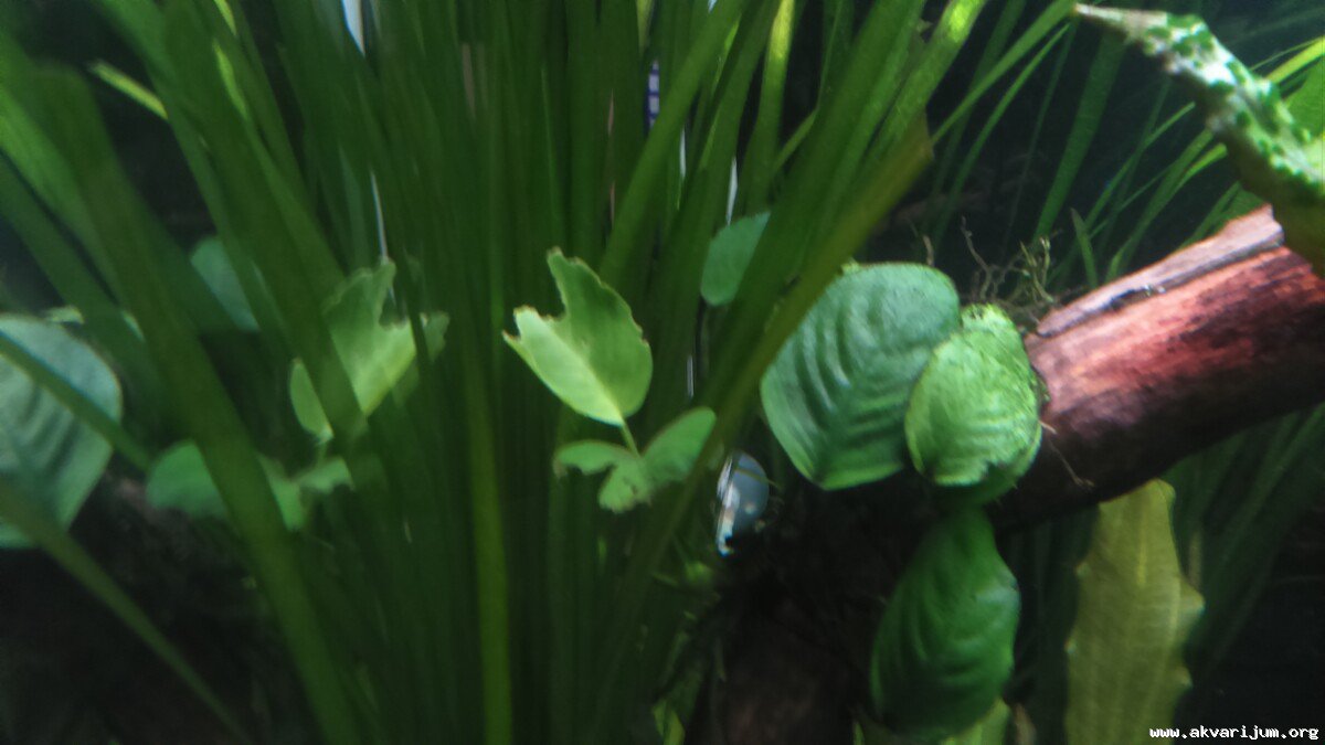 Image Image
