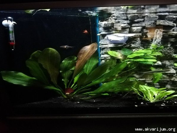 Image Image
