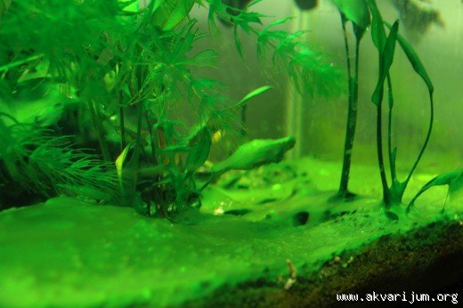 2 sisters fuck guy video black hairy moss aquariums