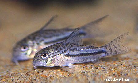 _312483274_Corydoras%20bondi.jpg