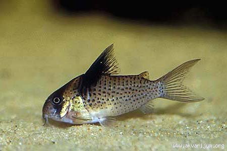 _312483290_Corydoras%20melanistius.jpg