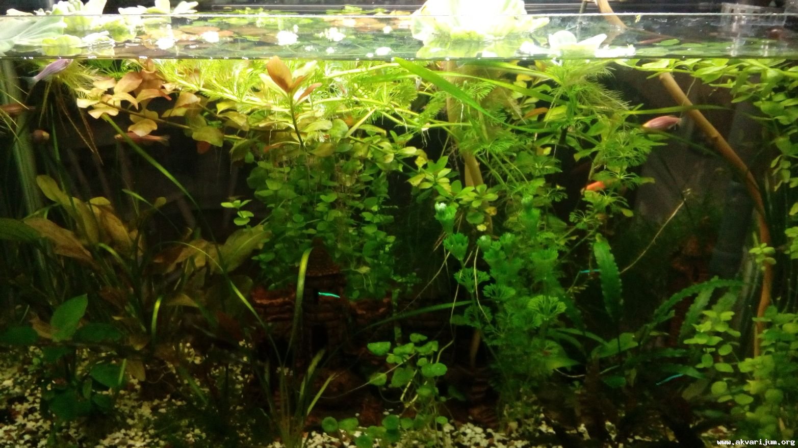 Lagani akvarijum