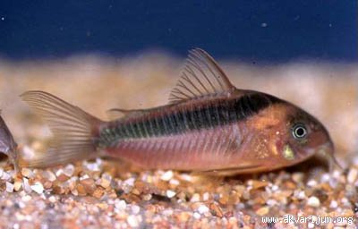 _41664441_Corydoras%20rabauti.jpg