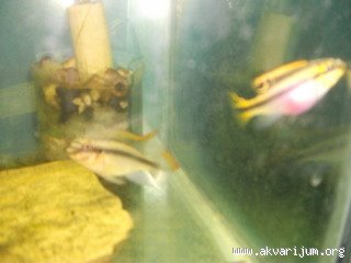 Image Image