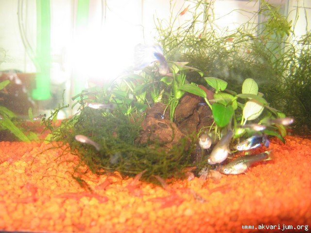 Image Image