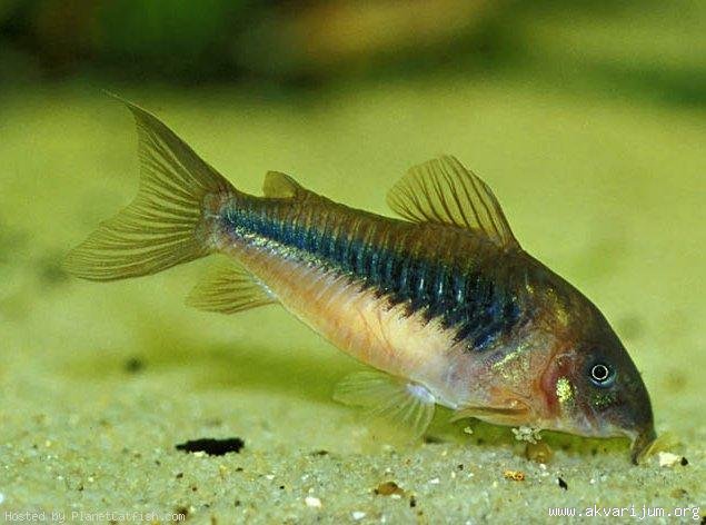 _56815137_Corydoras%20aeneus.jpg