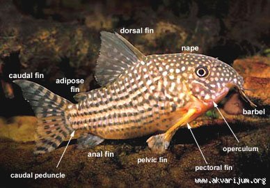 _59520619_Corydoras.jpg