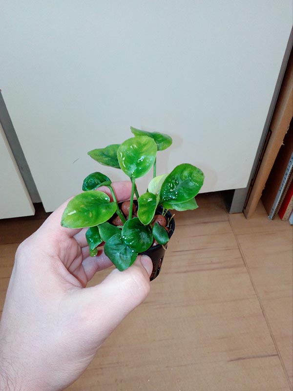 Image Image