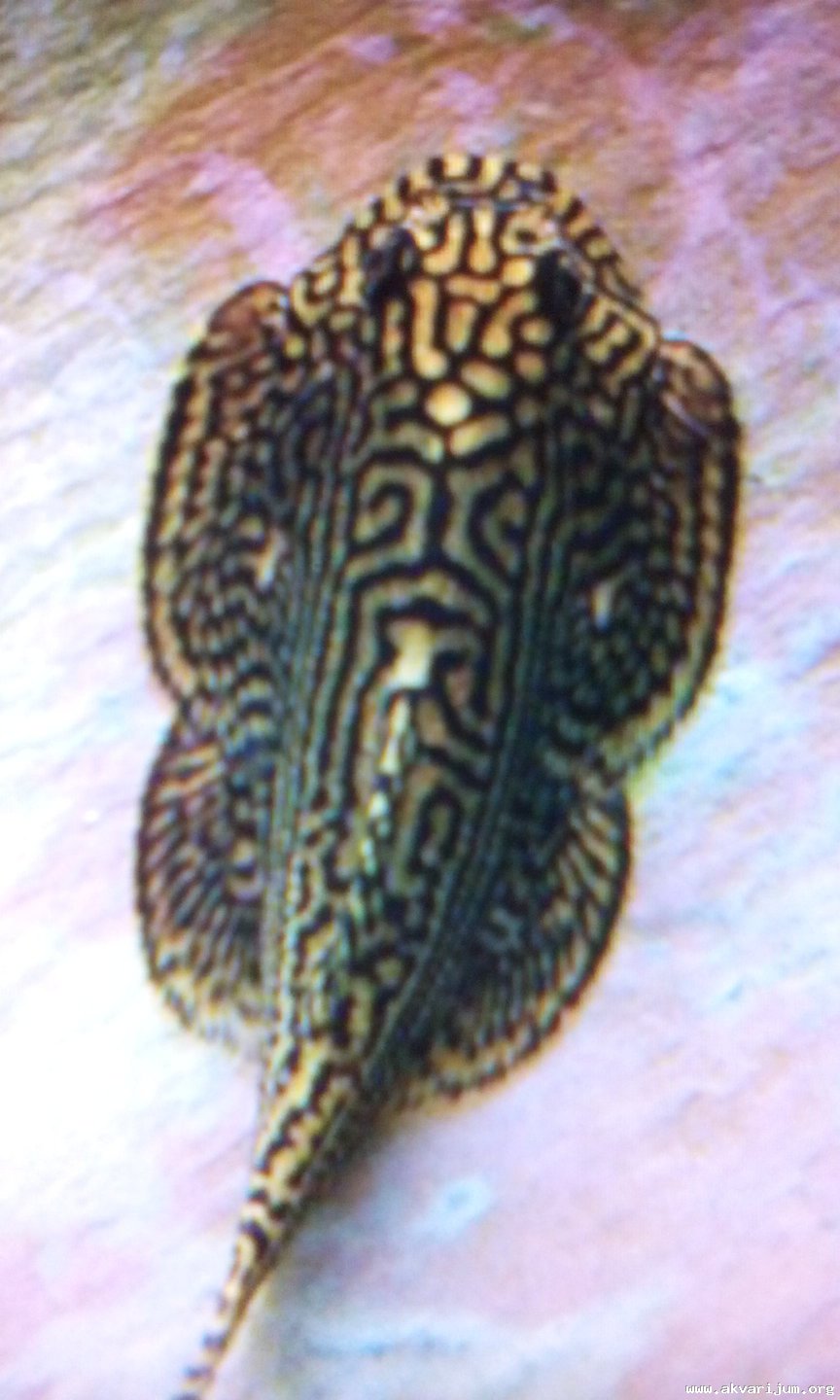 Image Image