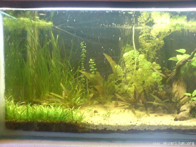 Moj akvarijum