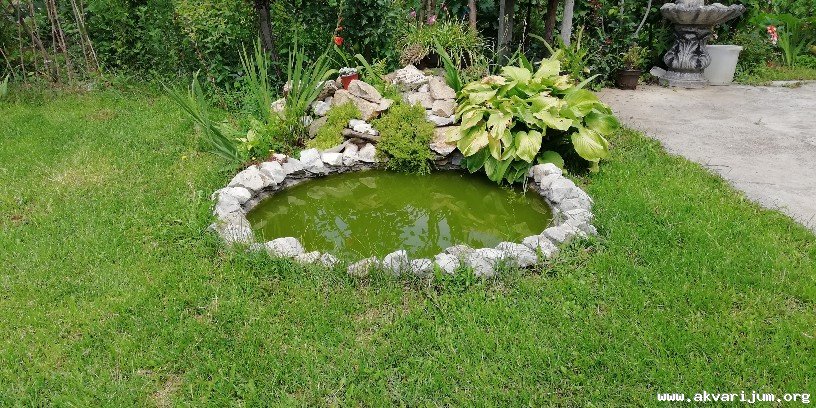 Image Image