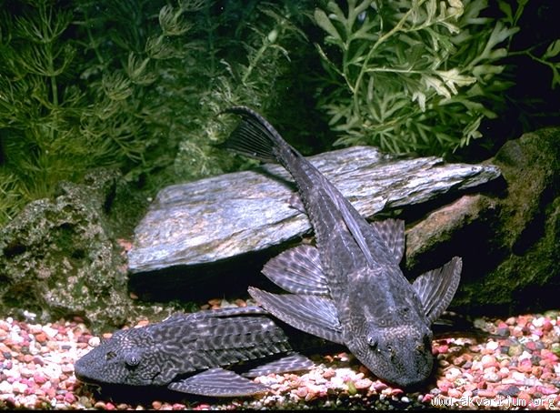 hypostomus-plecostomus