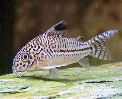 _78120822_Corydoras%20julii.jpg