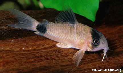 _78120828_Corydoras%20panda.jpg