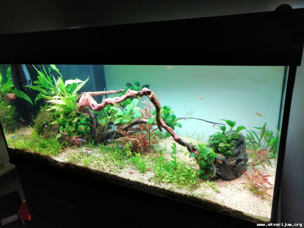 Akvarijum bolan v.2