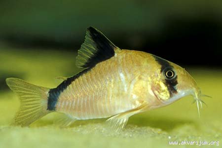 _83328878_Corydoras%20metae.jpg