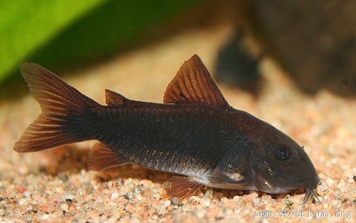 _89280946_Corydoras%20schultzei.JPG