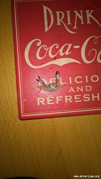 Image Image