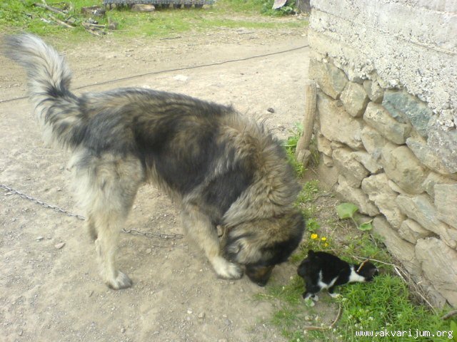 Image Image